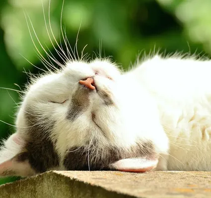 cat game